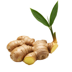 Fresh Ginger Root With Green Sprout and Leaves on White Background