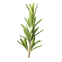 Fresh Green Rosemary Herb Stem Isolated on White Studio Background with Natural Lighting