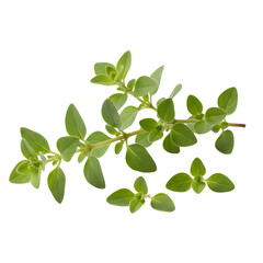 Fresh Green Oregano Herb Branch With Small Leaves Isolated On White Background