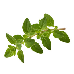 Fresh Oregano Herb Branch with Green Leaves on Transparent Background
