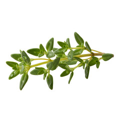 Fresh Thyme Sprig with Water Droplets Isolated on White Background