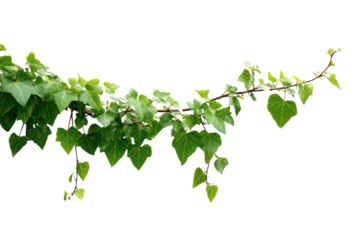 Green ivy vine with heart shaped leaves on black background leaf plant, Png, Isolated on Transparent Background, Cut Out