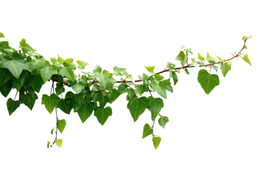 Green ivy vine with heart shaped leaves on black background leaf plant, Png, Isolated on Transparent Background, Cut Out