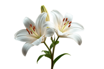 Two white lilies with orange stamens and green stems on black background lily flower, Png, Isolated on Transparent Background, Cut Out