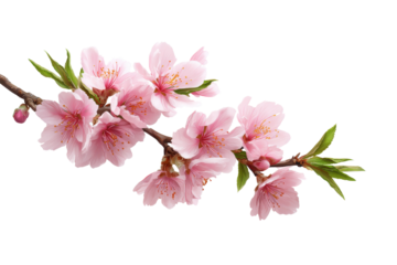 Pink cherry blossoms on a branch with green leaves against a black background flower bloom, Png, Isolated on Transparent Background, Cut Out