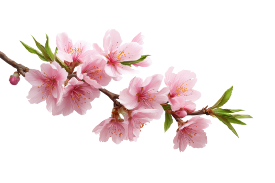 Pink cherry blossoms on a branch with green leaves against a black background flower bloom, Png, Isolated on Transparent Background, Cut Out