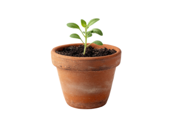 Small green seedling growing in a terracotta pot with dark soil plant sprout, Png, Isolated on Transparent Background, Cut Out