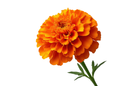 Vibrant orange marigold flower with green stem and leaves on black background bloom blossom, Png, Isolated on Transparent Background, Cut Out - Powered by Adobe
