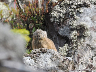 氷河期からの生き残りナキウサギ