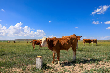 A herd of cattle on the prairie