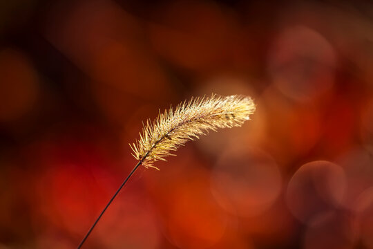 A close-up of the setaria, the beautiful setaria