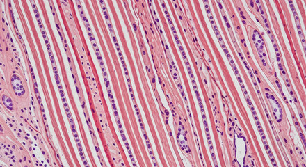 Microscopic view of longitudinal muscle cells shows parallel lines of pink tissue, interspersed with rows of purple-stained nuclei, creating a textured pattern and highlighting cellular detail in the