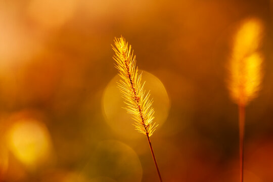 A close-up of the setaria, the beautiful setaria