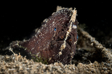 Nudiantennarius subteres frogfish