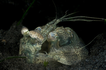 Lysiosquilloides mapia Mantis Shrimp