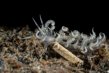 Phyllodesmium poindimiei nudibranch