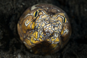 Ophichthus boneparti or Napoleon Snake Eel