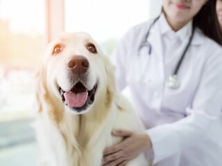 Veterinarian's Gentle Touch: A compassionate veterinarian offers a soothing touch to a golden retriever, capturing a moment of trust and care within a veterinary setting.