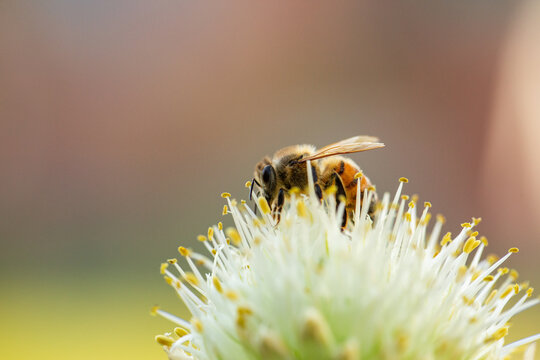 Bee on spring onion flower in backyard garden