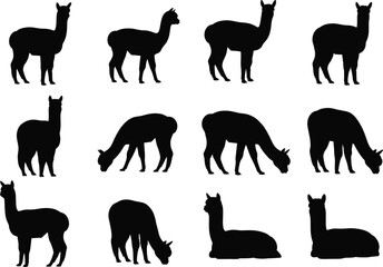 Black alpaca silhouette vector illustration set, standing, grazing and sitting alpacas isolated on white background, South American farm animal design for decoration