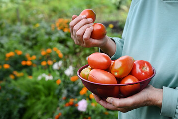 Freshly picked tomatoes harvested from the garden in a red bowl during summer
