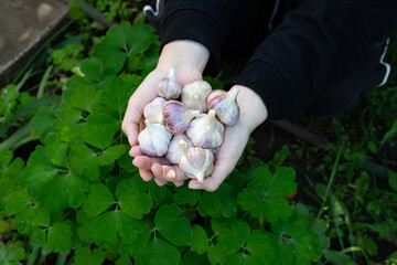 Hands holding freshly harvested garlic bulbs surrounded by green leaves in a garden setting