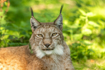 Eurasian lynx sitting in green forest habitat in summer light, symbol of wilderness and biodiversity