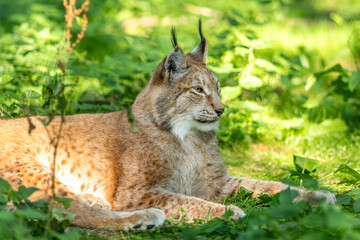 Eurasian lynx sitting in green forest habitat in summer light, symbol of wilderness and biodiversity
