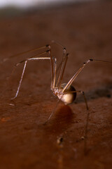 Spider on a brown wooden door