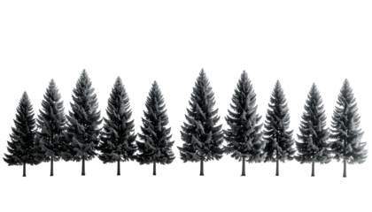 Row of tall, thin, dark coniferous trees against black