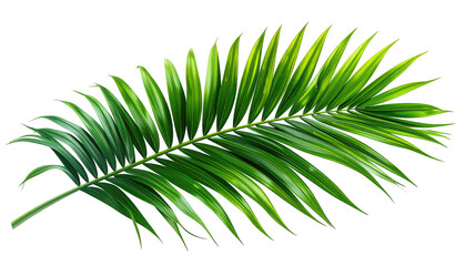 Obraz premium Vibrant, feathered green palm frond isolated on a black background