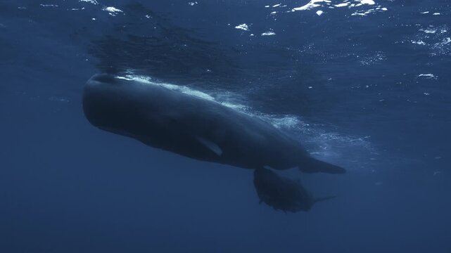 4K footage of sperm whales in the open ocean: pod behavior, deep dives, slow movement, and clear blue water. Ideal for documentaries, nature films, and educational projects.