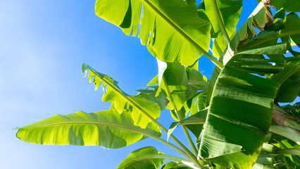 Top of a banana tree shows off the vibrant colors of its green leaves. Ground cover of the trees planted in the garden is planted outdoors. Under clear blue sky.