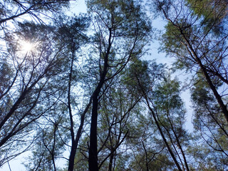 Sunlight filters through the trees creating a peaceful and serene natural scene, perfect for conveying tranquility and the beauty of the forest.