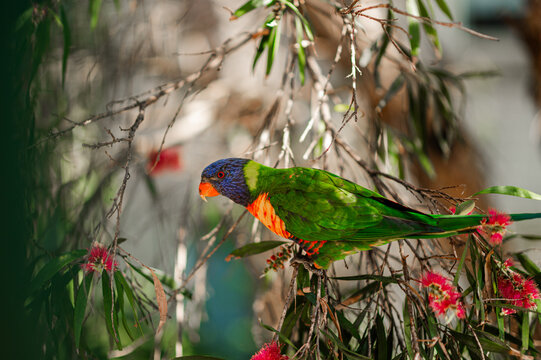 A rainbow lorikeet rests on branches filled with bright blooms in a warm Australian setting