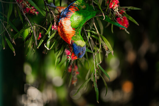 Colorful lorikeet foraging upside down in sunny garden flowers