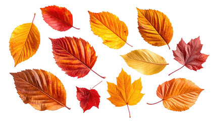 Obraz premium Assorted autumn leaves show fall foliage colors on black background