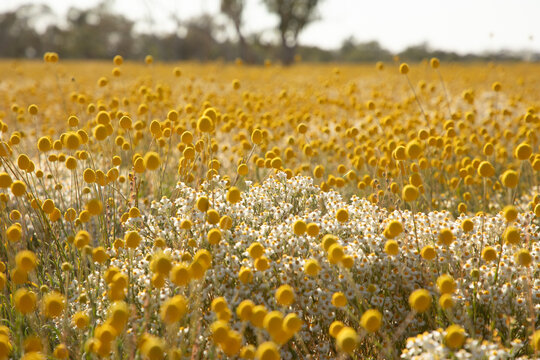 yellow billy button wildflowers blooming
