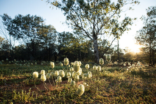 Mulla mulla in the morning light