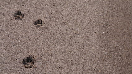 CA Ventura Beach Paw Prints in Sand 1 2025