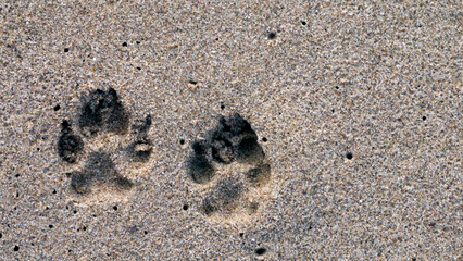 CA Ventura Beach Paw Prints in Sand 2 2025