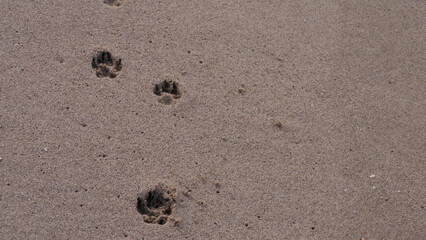 CA Ventura Beach Paw Prints in Sand 3 2025