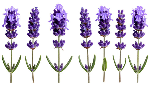 Six sprigs lavender blooming, purple flowers against dark backdrop - Powered by Adobe