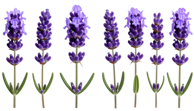Six sprigs lavender blooming, purple flowers against dark backdrop