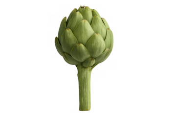 Artichoke, a fresh green globe vegetable and healthy raw food ingredient, standing vertically on a transparent background