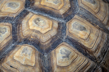 macro shot of a tortoise shell, showcasing its unique patterns and natural textures