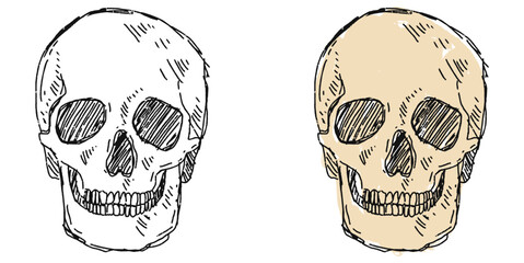 Grunge Sketch Handdrawn Human Skull Vector Artistic grunge sketch vector of a human skull, hand-drawn style. Perfect for medical, educational, gothic, or expressive anatomical projects