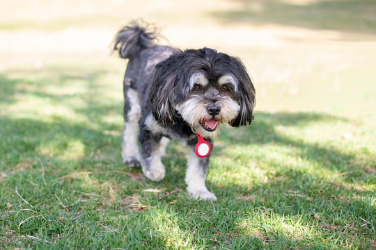 small dog, a mixed breed maltese-shitzu, with gps tag hanging from his collar