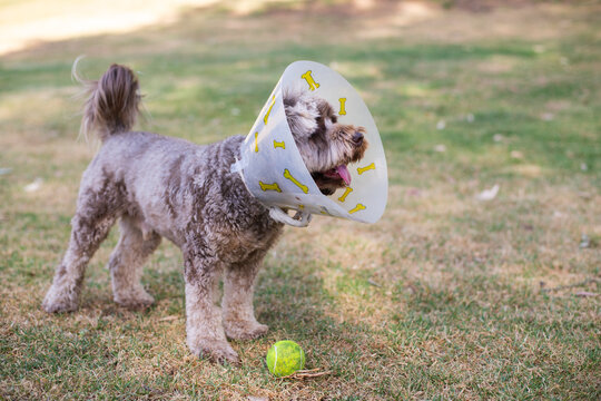happy dog in recovery at the dog park wearing a cone, a tennis ball is at his feet