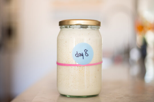 sourdough starter in a jar, it has doubled in size, the pink band marking the original amount